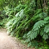 Plants: image 87 Of 208 Thumb